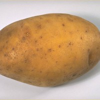 Click for 6 image(s) for this accession. Image