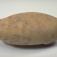 Click for 7 image(s) for this accession. Image