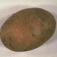 Click for 5 image(s) for this accession. Image