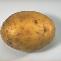 Click for 6 image(s) for this accession. Image