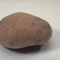 Click for 7 image(s) for this accession. Image