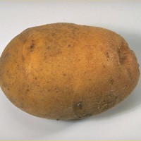 Click for 7 image(s) for this accession. Image