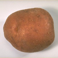 Click for 6 image(s) for this accession. Image