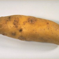 Click for 4 image(s) for this accession. Image