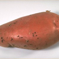 Click for 6 image(s) for this accession. Image
