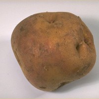 Click for 7 image(s) for this accession. Image