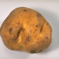 Click for 6 image(s) for this accession. Image