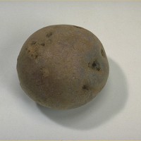 Click for 7 image(s) for this accession. Image