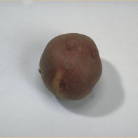 Click for 6 image(s) for this accession. Image