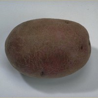 Click for 8 image(s) for this accession. Image