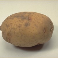 Click for 7 image(s) for this accession. Image