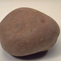 Click for 5 image(s) for this accession. Image