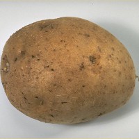 Click for 6 image(s) for this accession. Image