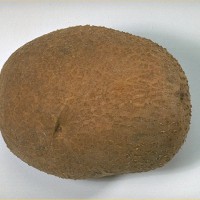 Click for 6 image(s) for this accession. Image