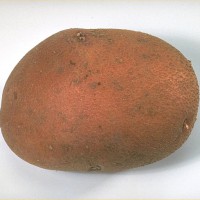 Click for 4 image(s) for this accession. Image