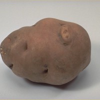 Click for 7 image(s) for this accession. Image