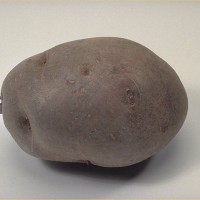 Click for 7 image(s) for this accession. Image