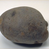 Click for 8 image(s) for this accession. Image