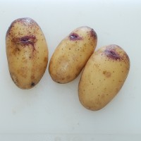 Click for 2 image(s) for this accession. Image