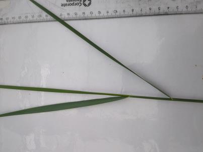 column PLANT