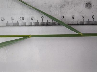 column PLANT