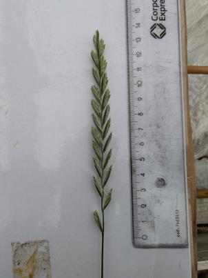column SPIKE