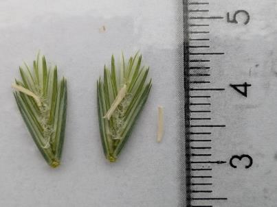 column Spikelet