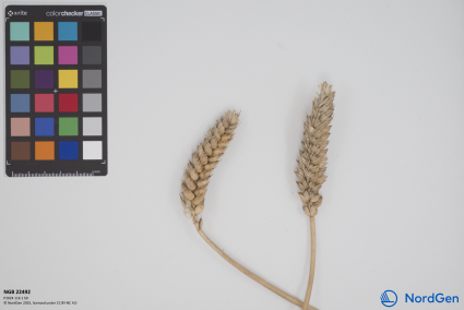 Click for 2 image(s) for this accession. SPIKE