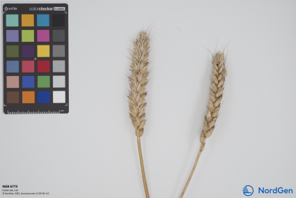 Click for 1 image(s) for this accession. SPIKE