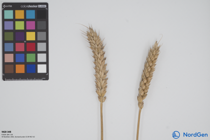 Click for 1 image(s) for this accession. SPIKE