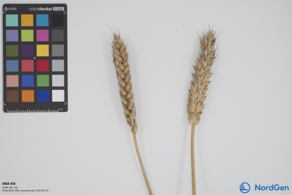 Click for 1 image(s) for this accession. SPIKE