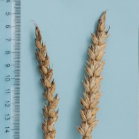 Click for 1 image(s) for this accession. Image