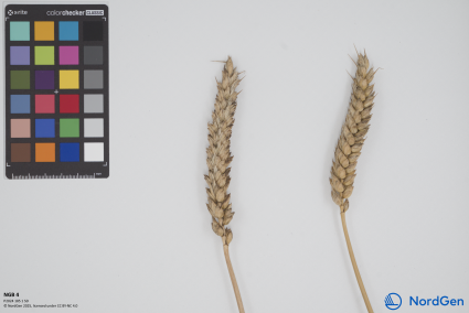 Click for 1 image(s) for this accession. SPIKE