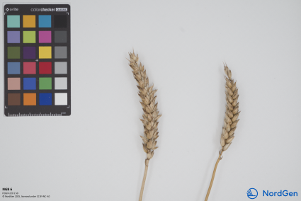 Click for 1 image(s) for this accession. SPIKE