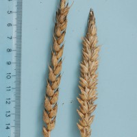 Click for 1 image(s) for this accession. Image