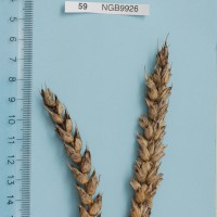 Click for 1 image(s) for this accession. Image