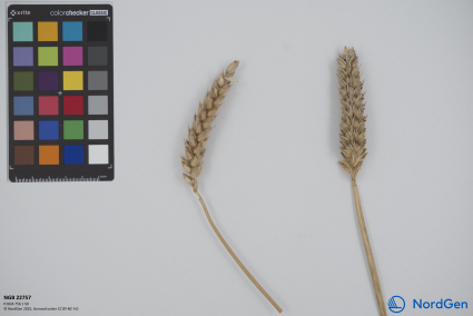 Click for 3 image(s) for this accession. SPIKE