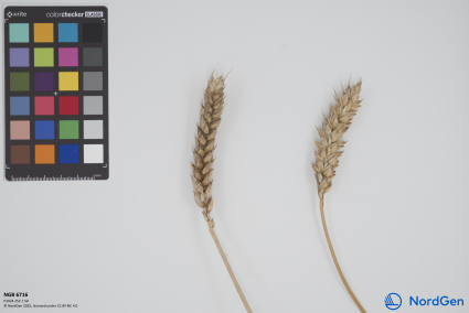 Click for 1 image(s) for this accession. SPIKE