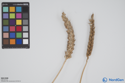 Click for 3 image(s) for this accession. SPIKE