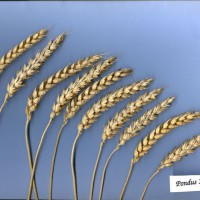 Click for 2 image(s) for this accession. Image