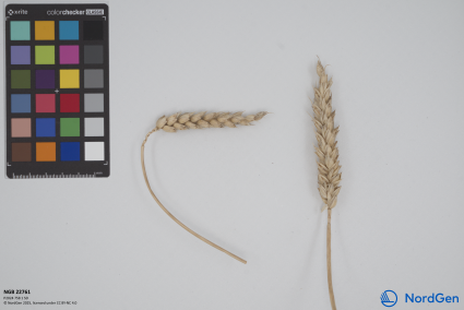 Click for 2 image(s) for this accession. SPIKE