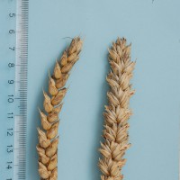 Click for 1 image(s) for this accession. Image