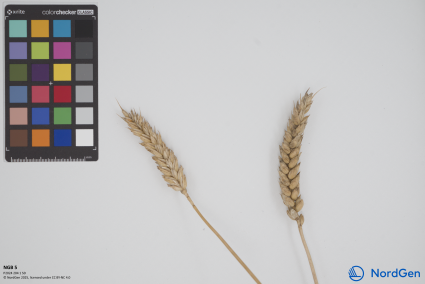 Click for 1 image(s) for this accession. SPIKE