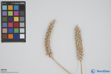 Click for 1 image(s) for this accession. SPIKE