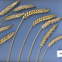 Click for 1 image(s) for this accession. Image