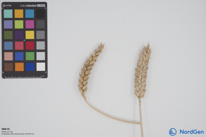 Click for 1 image(s) for this accession. SPIKE