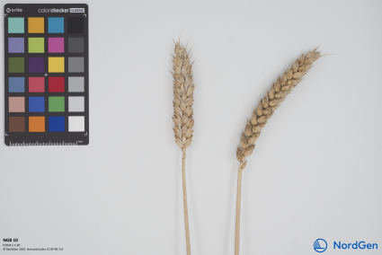 Click for 1 image(s) for this accession. SPIKE