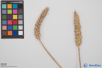 Click for 1 image(s) for this accession. SPIKE