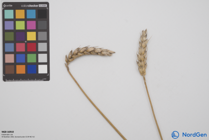 Click for 2 image(s) for this accession. SPIKE