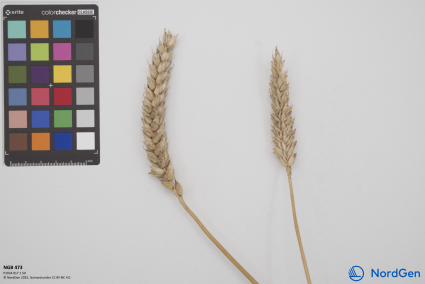 Click for 2 image(s) for this accession. SPIKE